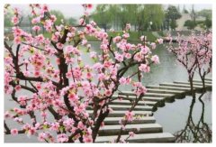 2022年桃花运最旺生肖排名虎年桃花运遇到真爱生