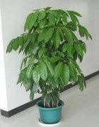6月桃花运势上涨红线生肖收获爱情结成好姻缘！