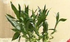 近几年财运不好但是下周能挣大钱的4个生肖要翻
