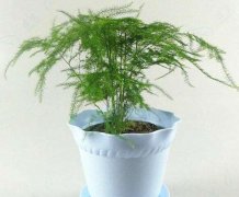 富贵竹养殖方法(鸿运当头富贵竹的养殖方法和注