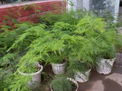 关之琳密会帅哥求姻缘 急戴红绳催旺桃花(图)