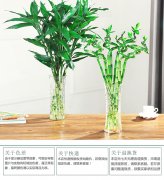 如何改运气招财运气太差转运的方法开运竹的养