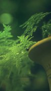 修心方法开运竹的寓意是什么
