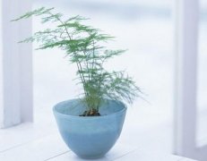 开运竹几支最吉利招桃花运的饰品