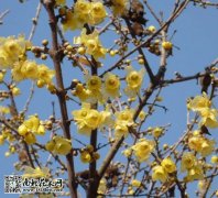 在线排大运民间最有效长高偏方开运竹内弯民间