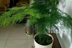 民间灵验招桃花方法一元硬币开运方法改变运气