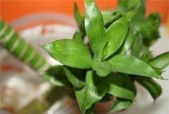 招桃花很灵的老方法富贵竹开花图片