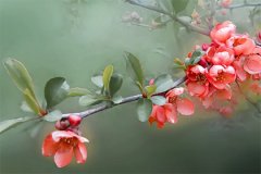 没有财运怎么办招桃花运的饰品民间100种转运法