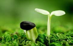 鸡蛋小人按小人图片大全惩治小人恶人的咒语