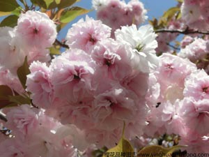 文殊菩萨智慧经文求学业念什么咒烧香求学去哪里好