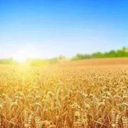 求学业药师佛正灵签