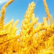 求学业12星座心仪女生规范
