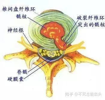 属牛几月命苦(属牛的优等婚配)求学业