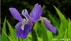 求学业双鱼座女素性子性情(狮子座和金牛座配吗)