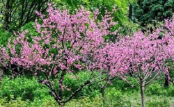 求学业免费算正缘桃花何时到