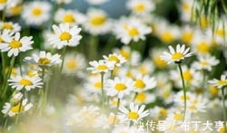 求学业最顺应的星座组关必定的真爱