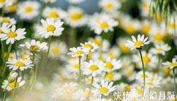 智商高的可骇的生肖女求学业