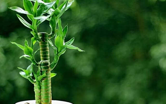 命里非命的人的因为，求学业