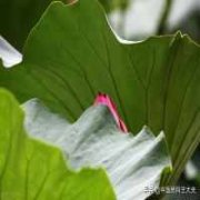 额头上有竖纹代表什么—求学业
