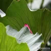 额头上有竖纹代表什么—求学业