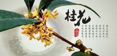 哪些痣是佛点化的求学业