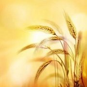 家里白叟不死是祸患2022年11月3日求学业