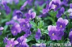 怎么决断白叟即将圆寂求学业