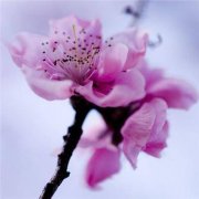 官夫人的面相都很贵气？求学业
