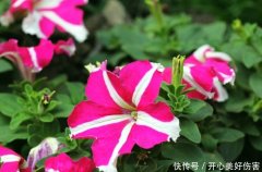 属羊女头胎见子有刑是什么谈理求学业