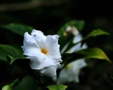 属虎的人(属牛和属虎的婚姻若何样)求学业