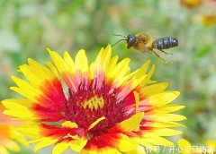 2021年顺应成婚的日子—求学业