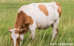 求学业2013年运势预测-属狗的人正在2013年运势