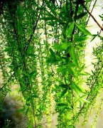 双鱼座女生的性情-性情特性的双鱼女_求学业