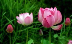 子息缘薄的手相特质，求学业