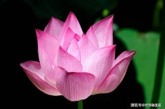 求学业卜易居逐日生肖运势