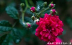 牛郎星是什么星座2022年11月11日