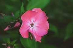 看手相说我桃花许多(桃花运的手纹)求学业