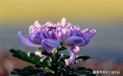 出领导最多的星座