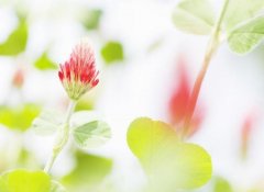 大清风水师-青青第一风水师风水皇陵坟墓1