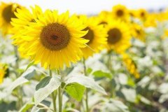六法风水网-六种方法玄空风水门诀