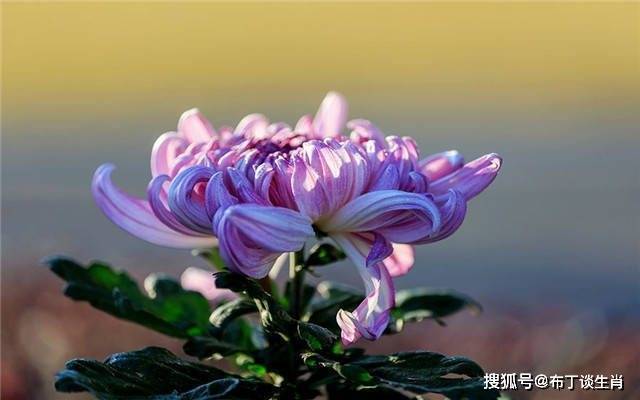 星座运势网站
