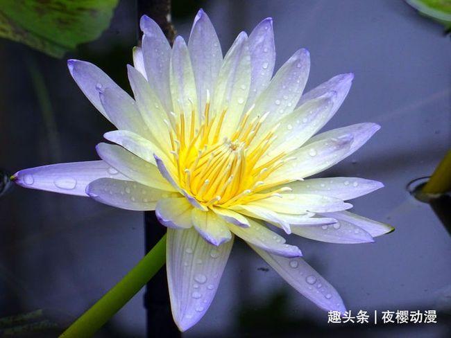 属牛和什么属相相克(属兔和什么属相相克)